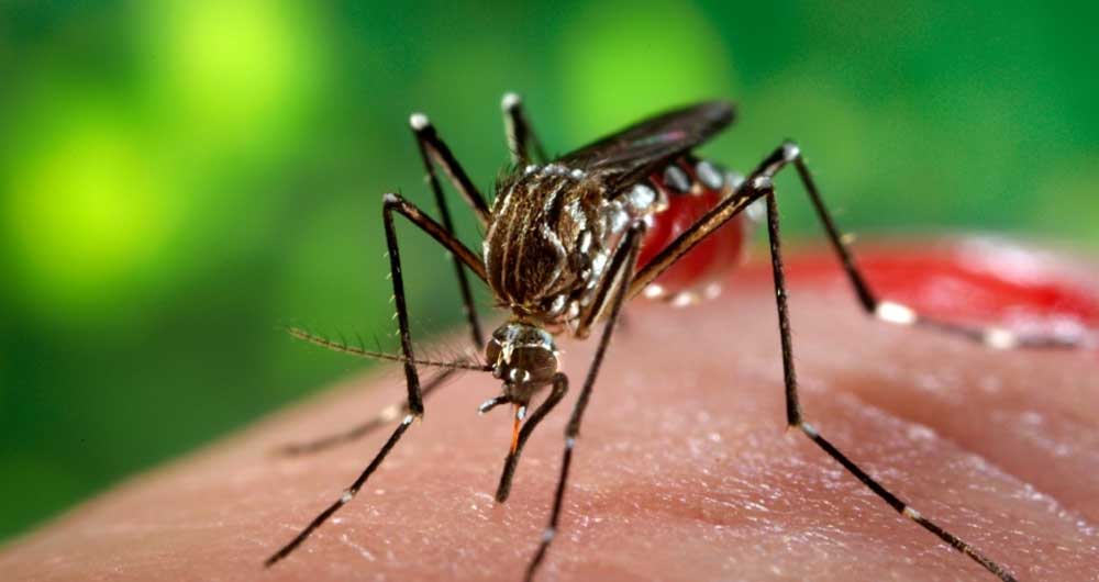 dengue mosquito