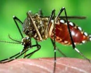 ඩෙංගු රෝගීන් 40633 ක්  – මරණ 22 ක්